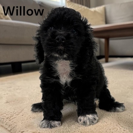 puppy, for, sale, Cocker Spaniel, Joe & Cherri  Overlease, dog, breeder, Miller, MO, dog-breeder, puppy-for-sale, forsale, nearby, find, puppyfind, locator, puppylocator, aca